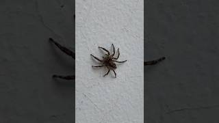 Wah ada laba-laba besar! #viral #entertainment #reels #fun #funny #animals #yt #asmr #insect #shorts