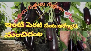 # ఇంటి పెరటి పంట ఆరోగ్యానికి మెరుగంట #nature #jaishreeram #gaming