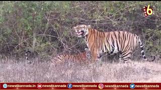 ಸರಸ ಸಲ್ಲಾಪದಲ್ಲಿ ಟೈಗರ್ | Tiger | Mysore | NEWS6 KANNADA |