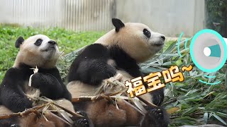 新鲜出炉，福宝坐在竹叶堆里，把小肚子当餐桌#푸바오 #panda #福宝 #熊猫 #fubao