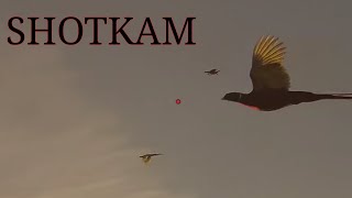 Scottish Partridge and Pheasants on Shotkam