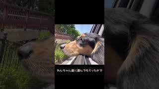 【睡魔に襲われる犬】ドッグラン帰りにクンクンしなが眠気と戦う犬