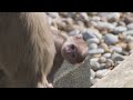 hanuman langur baby born at zsl london zoo