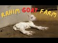 Rahim Goat Farm's Visit | Mandi Ke Shoqeen