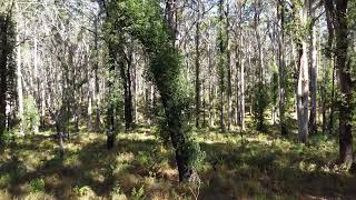 Karri Eucalypt Forests - Cave Road, Margaret River WA