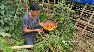 Planting peanuts. The life of tomatoes in the garden. Survival Instinct, Wilderness Alone (ep167)