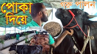 পোকা দিয়ে গরু পালন😱সত্যিই কি তাই | গোখাদ্যের দাম বাড়ায় বিকল্প প্রোটিনের ব্যাবস্থা করেছেন এই খামারি