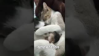 আমার বিড়াল #funnyvideo #hopcat #catfunny #cat #catlover #catvideos #cat #funny #funnycatvideos