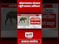 pudhari news रत्नागिरीत आढळला पट्टेरी वाघ konkan tiger news