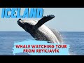 Iceland - Whale Watching Tour From Reykjavik