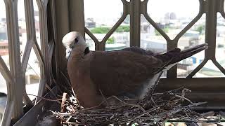 雌鳥孵蛋稍休息起身活動整理鳥巢