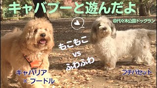 【キャバプー❤︎プチバセット】＠代々木公園ドッグラン 愛犬ぽちと過ごす休日❤︎キャバプーのアンディとMIX犬のチャロといっぱい遊んだよ