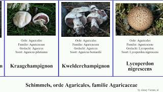 Schimmels, orde Agaricales, familie Agaricaceae champignon fungus nigrescens Agaricus parasolzwam