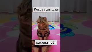 Когда услышал как она поёт😅 #прикол #юмор #мем #кот