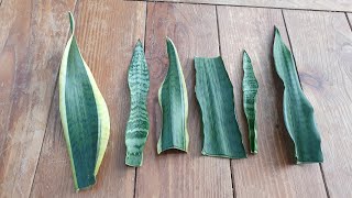 산세베리아 식물 물꽂이 뿌리 내리기 쉽게 성공하는 방법 How to make the Sanseveria plant water stalk rooted and successful