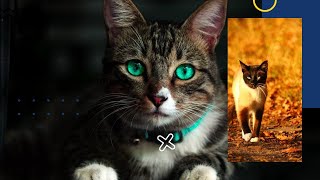 OMG 😱 cats video compilation video 😘#viralvideo2