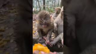 cold and hungry monkeys 🥺🙊 #shorts #short #shortvideo #shortsvideo #monkey