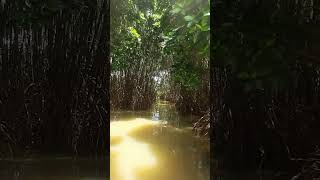 Kadalundi Island| Bird Sanctuary | Boating| കടലുണ്ടി പക്ഷിസങ്കേതം #calicutbeach #calicut #shorts