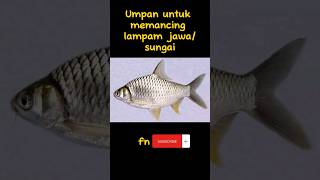 tips umpan untuk memikat lampam jawa atau lampam sungai #casting #bottomfishing #fishing #gabus