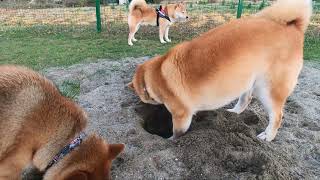 【いわき市ドッグラン】柴犬さん達の穴掘りrun♪