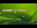 夜冷の準備、始めたんですが・・・（新葉が痛んでる苗がちらほらありました）　いちご農家の日々のお仕事　＃３０４