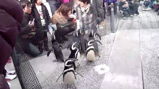 【須磨海浜水族園】ペンギンのお散歩ライブ