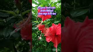 💯या फुलात स्वामी दर्शन होताच तुम्ही होणारं मालामाल#shortvideos