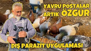 Yavru Posta Güvercinlerin Bantlarını açtım, Tüm Kuşlara Parazit için Blotec uyguladım. TELİF YEDİM !