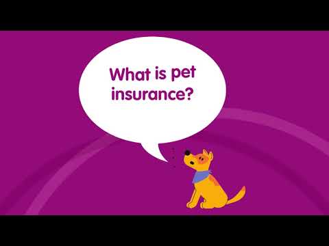 What Is Pet Insurance? - YouTube