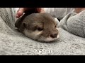 カワウソさくら 昼寝してる間にカワウソが添い寝してきてた with otter lying on the bed