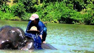 bathing with elephant (Pumpuang )ゾウさん（プンプアン）と水浴び.