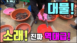 소래 포구 난전 어시장 배들어 왔어요! 엄청난 대물장어와 자연산 횟감 단돈 2만원! 진짜 최고다!Korean fish market channel.