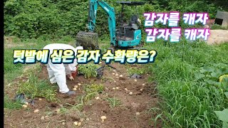 굴착기 감자캐기/텃밭에 2만원어치 심은 감자수확량은?