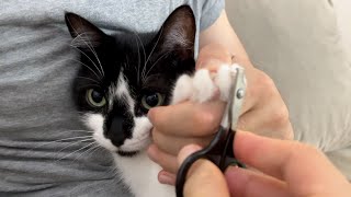 Cats are well-mannered when cutting their nails