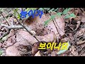 대물 능이를 찾아 2만보 #능이 #송이 #보라싸리 #돌집자연인 #다래 #하수오 #곰취