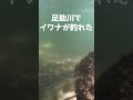 足助川でイワナが釣れたよー