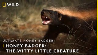 Honey Badger: The Witty Little Creature | Ultimate Honey Badger | 30th June | 9 PM | Nat Geo Wild