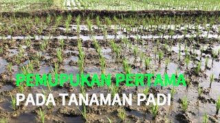 PUPUK PERTAMA TANAMAN PADI‼️DICAMPUR HERBISIDA | GULMA TIDAK TUMBUH