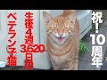 生後4週3620日のベテラン子猫、生き抜いて10周年の縁 My fatl cat 'Sango' story 2023