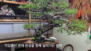 분재원 탐방 소나무분재 경북경주 pine bonsai