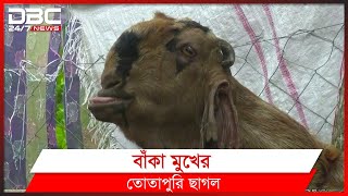 দুটি বাচ্চা ছাগলের দাম ৮৫ হাজার টাকা | DBC News Special