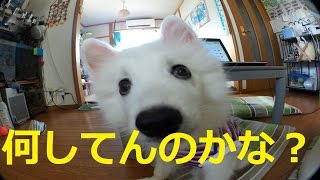 子犬の日本スピッツ（サンゴ）の変な行動をご覧ください。doglifeTV8話