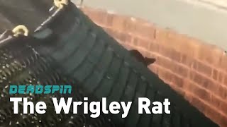 The Wrigley Field Rat