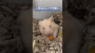 カボチャを食べるハムスターが可愛い🐹#ハムスター #かわいい