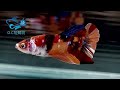 4 21【dc短鯛坊】nemo糖果pk公鬥魚 no.s325【showbetta】​⁠@dcasfish