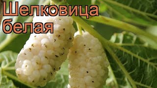 Шелковица белая (morus alba) 🌿 белая шелковица обзор: как сажать, саженцы шелковицы