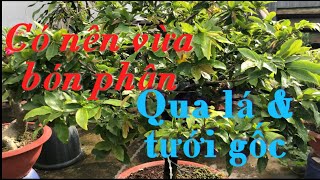 CÓ NÊN vừa bón phân QUA LÁ & TƯỚI GỐC luôn không?