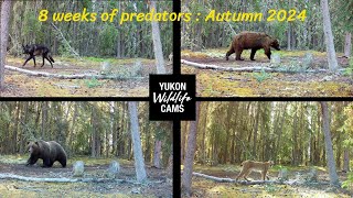 Trail cam predators: 8 weeks in the Yukon