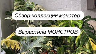 Огромные монстеры в квартире. Как выращиваю?