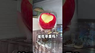 仓鼠能吃又不能吃的人类食物，赶紧用小本本记下来 #养鼠日常 #仓鼠 #金丝熊